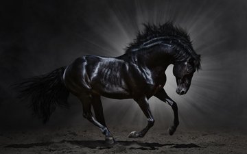 лошадь, черный, темный фон, животное, конь, грива, бег, копыта, мустанг, вороной