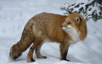 снег, зима, взгляд, рыжая, лиса, лисица, животное, мах