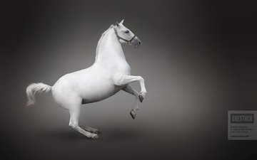 лошадь, белый, конь, вид сбоку