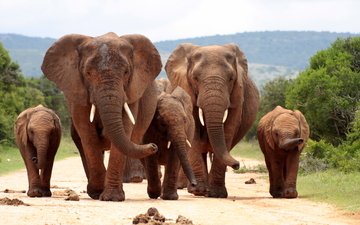 семья, слоны, семейка, herd, слоники