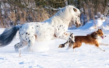 лошадь, снег, природа, зима, собака, конь, бег, бордер-колли, cобака