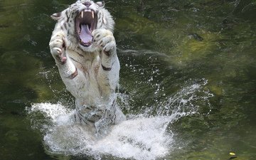 вода, лапы, брызги, животное, пасть, белый тигр