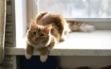 фон, кошка, взгляд, окно