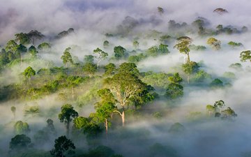 деревья, лес, туман, малайзия, штат сабах