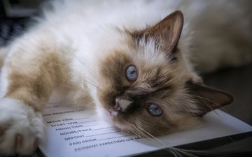 мордочка, кошка, взгляд, голубые глаза, священная бирма, бирманская кошка