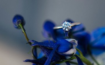 цветы, лепестки, камень, кольцо, синие, обручальное