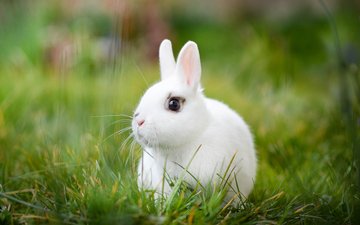 трава, белый, кролик, боке, белый кролик
