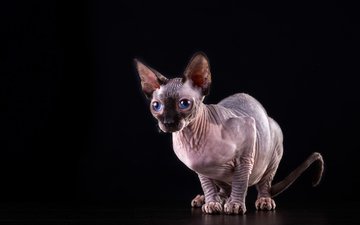 кот, кошка, черный фон, голубые глаза, сфинкс