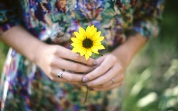 цветок, лепестки, кольцо, руки, желтые