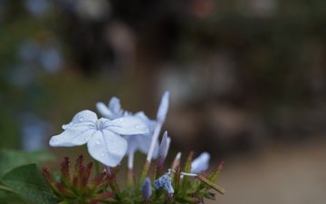 цветок, лепестки, голубые