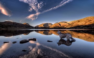 озеро, горы, отражение, собака, англия, хаски, озеро грасмир, камбрия, grasmere lake