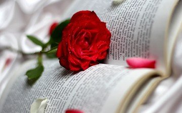 цветок, роза, книга