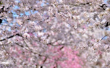 деревья, цветение, весна, вишня, сакура