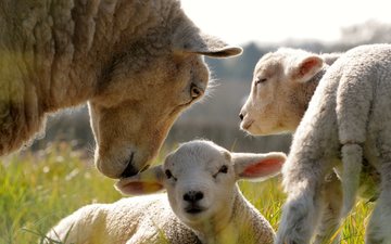 трава, овечки, детеныши, овца