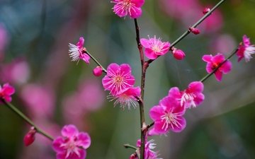 ветка, цветение, цветки, абрикос японский
