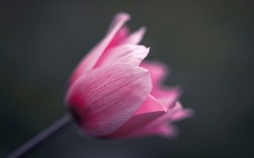 макро, цветок, тюльпан
