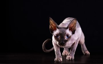 кот, мордочка, кошка, взгляд, черный фон, голубые глаза, сфинкс