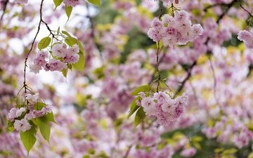 дерево, цветение, весна, розовый, сакура
