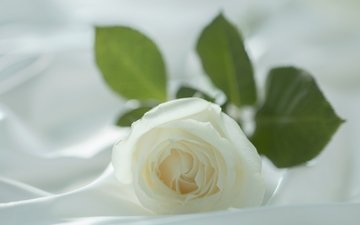 макро, роза, бутон, ткань, белая, материя, белая роза