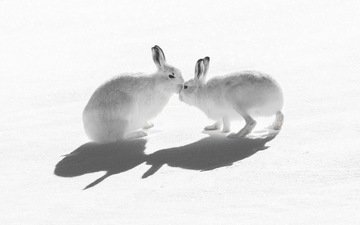 снег, природа, зайцы, воздушны поцелуй, горный заяц