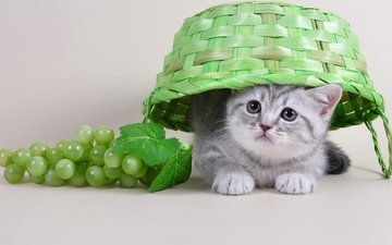 виноград, кот, мордочка, кошка, взгляд, котенок, корзина, лапки, милый