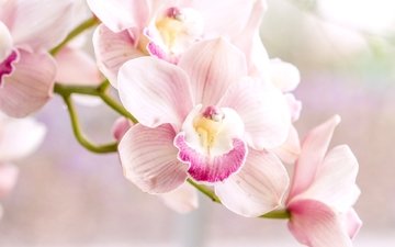 розовый, нежность, орхидея