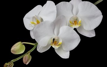 ветка, белый, орхидея