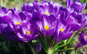 весна, фиолетовые, крокусы