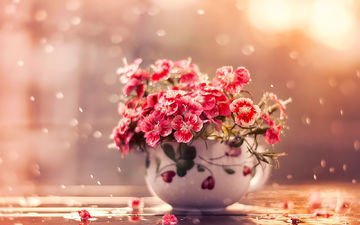 цветы, дождь, чашка