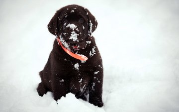 снег, взгляд, собака, друг