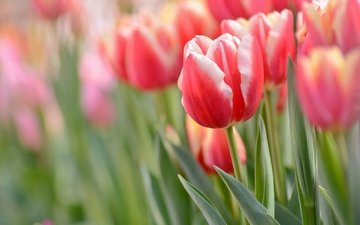 макро, весна, тюльпаны