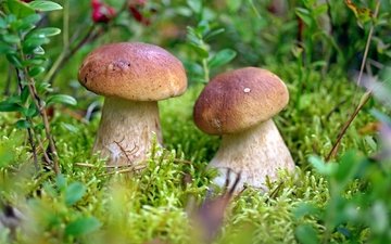 грибы, парочка,  белый гриб