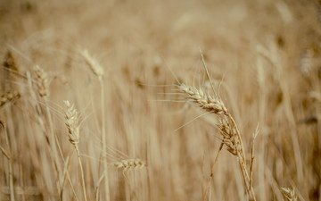 природа, поле, пшеница, колоски, много