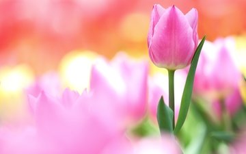 цветок, лепестки, бутон, розовый, нежность, тюльпан