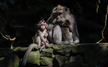 мама, малыш, обезьяны
