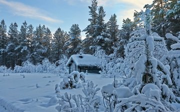 деревья, снег, лес, зима, дом