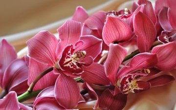 ветка, экзотика, орхидея