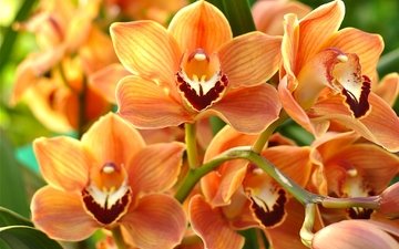 макро, лепестки, оранжевый, орхидея