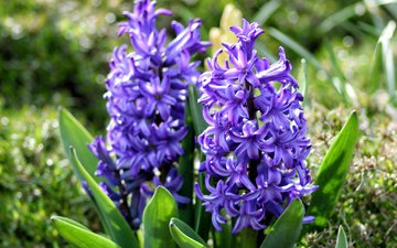 цветы, весна, фиолетовые, гиацинты
