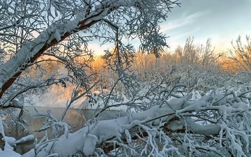 деревья, река, снег, зима, ветки