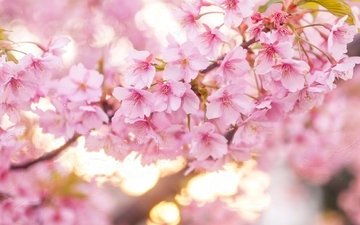 цветение, весна, розовый, вишня, сакура