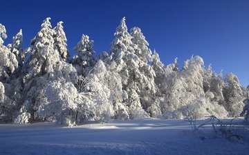 деревья, снег, зима, сказка