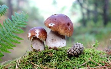 грибы, мох, шишка,  белый гриб