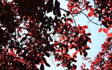 дерево, листья, ветки, красные