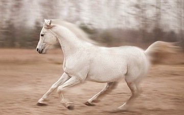 лошадь, природа, конь, бег