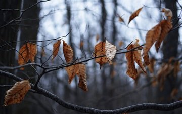 дерево, листья, ветки, осень, сухие