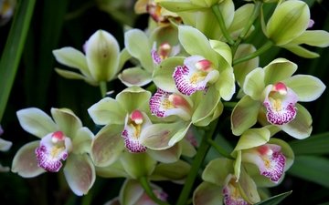 зелёный, экзотика, орхидея