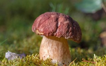 гриб, мох, белый гриб