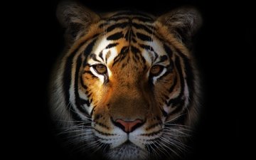 тигр, морда, портрет