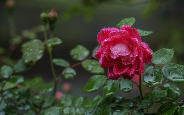 капли, роза, бутон, после дождя